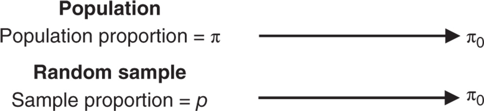 Illustration of the sample proportion used to draw conclusions about the population proportion.