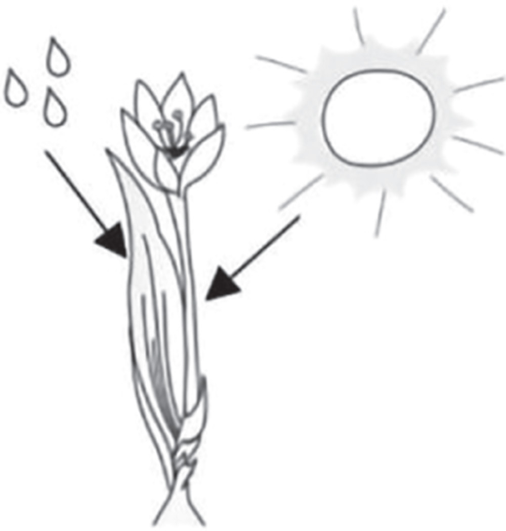 Diagrammatic illustration of evaporation process in a plant on a sunny day.