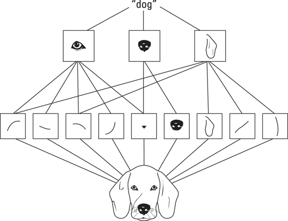 Illustration of the image of a dog being processed by convolutions, and the first layer grasps patterns. The second layer accepts these patterns and assembles them into a dog.