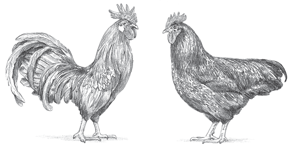 Image comparing the differences between a rooster (left) and a hen, depicting a slight difference in the shape of the tail in the rooster.