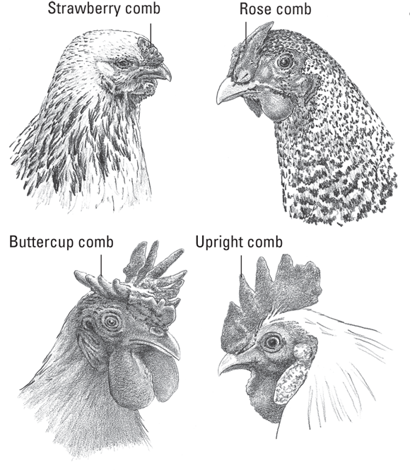 Images depicting some different types of chicken combs: Strawberry comb, rose comb, buttercup comb, and upright comb.