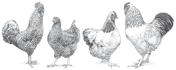Images of some common dual-purpose chicken breeds — a pair of Barred Plymouth Rock (left) and a pair of Wyandotte (right).