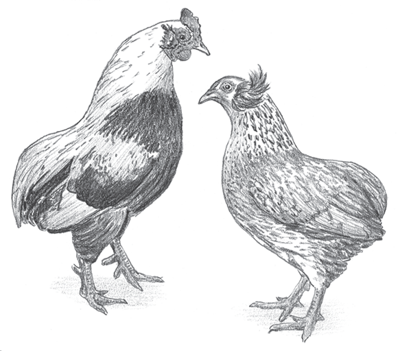 Images of some common shaded-egg layer chicken breed — Araucana.