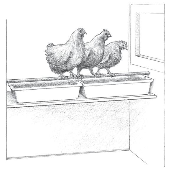 Image depicting how dropping pans have been placed to collect droppings under roosts, to make cleanup easier.