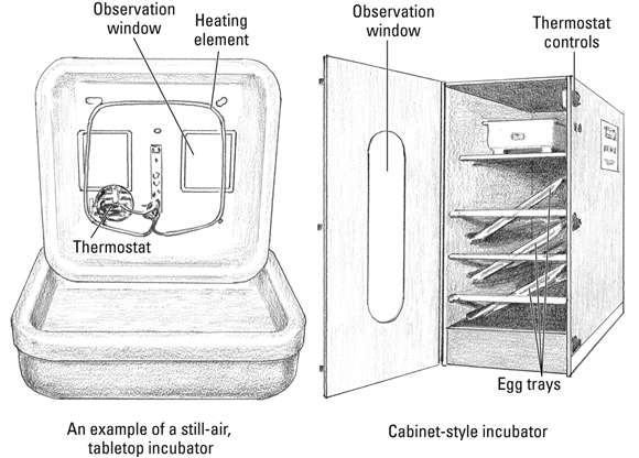 Images of (left) a still-air, tabletop incubator and (right) a cabinet-style incubator with observation windows, heating element, thermostat controls, and egg trays.