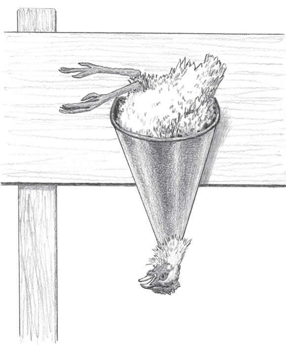 Image of chicken inserted head down in a killing cone, which is a cone-shaped metal holder with an open bottom.