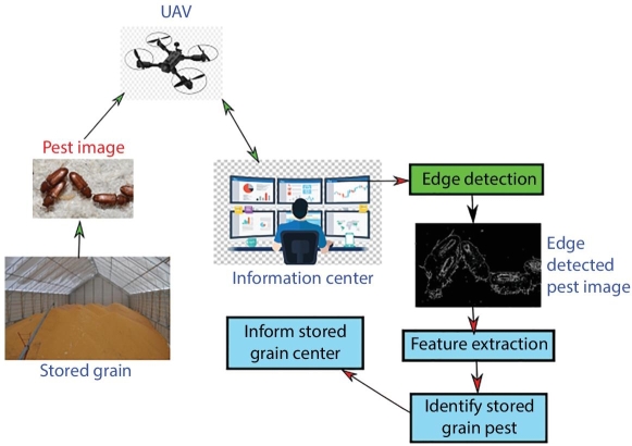 Flow diagram illustrating the proposed UAV-assisted pest detection model for SG, with arrow from “Stored grain” to “Pest image,” to “UAV,” to “Information center,” etc. leading to “Inform stored grain center.’’