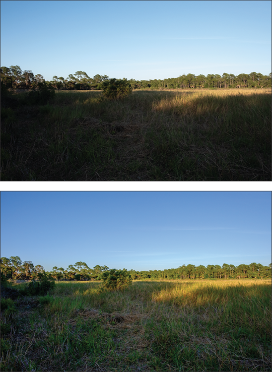 (Top) Photograph of a vast green open land without Active
D-Lighting, and (bottom) the same scenery with Active D-Lighting applied.