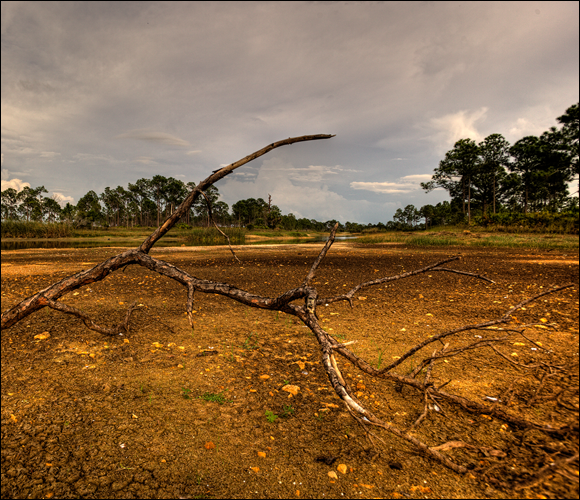 Photograph of a barren landscape with a dead branch zoomed in before taking the picture.