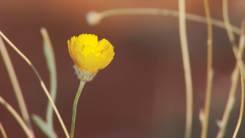 A screenshot of a clip from the sequence Yellow flower.