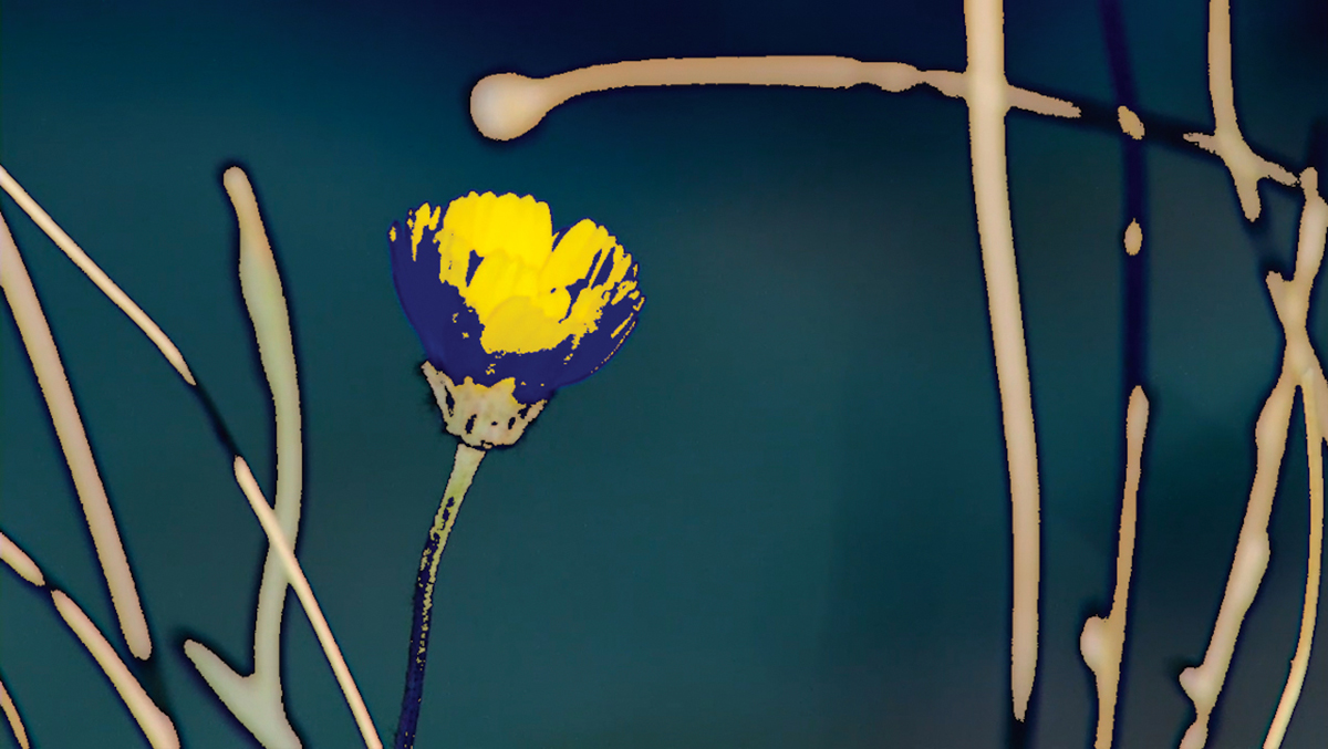 A screenshot of a flower with solarizing effect giving vivid color adjustments.