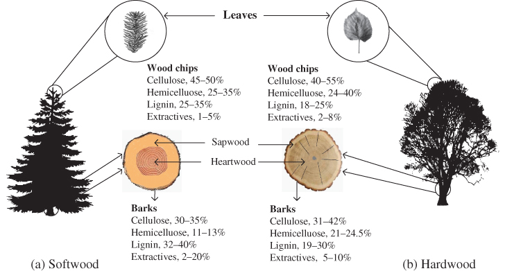 Schematic illustration of the structure and chemical compositions of softwood and hardwood.
