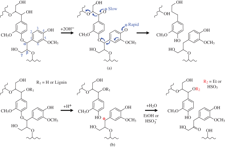 Chemical reactions depict the (a) Cleavage of α-o-4 and β-o-4 bonds in an alkaline pretreatment process. (b) Cleavage of α-o-4 and β-o-4 bonds in dilute acid, organosolv, and sulfite pretreatment processes.