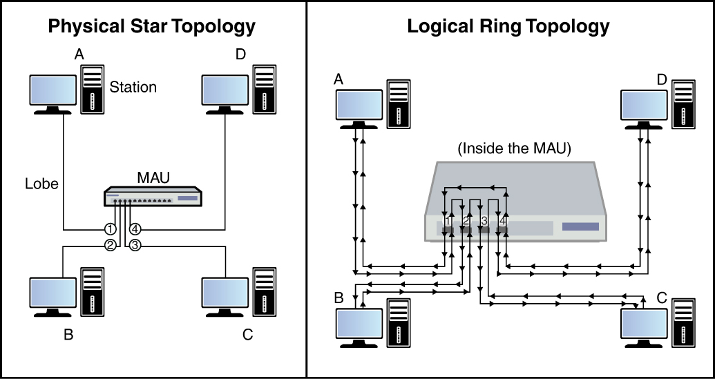 An illustration of a physical star topology and logical ring topology. In physical star topology, M A U is linked to four stations A, B, C, and D using lobe. In logical ring topology, the stations A, B, C, and D are connected inside the M A U.