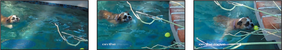 Three screenshots of the swimming dog in the application panel of the Adobe after effects window showing the shift in the position of the dog in water indicating movement.