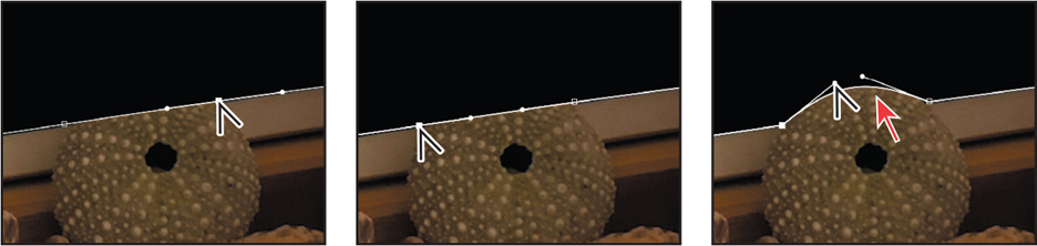 Three images show the sea urchin touching the tablet edges. Each image shows the vertex points being converted into smooth curves to form the contour of the sea urchin.