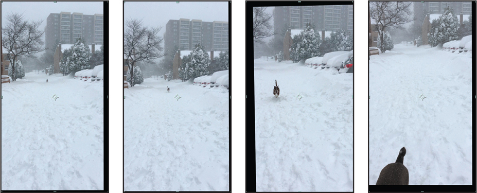 A set of preview screens are shown. The screens show the preview for a video containing a dog running in snow.
