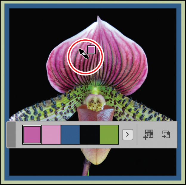 A figure shows the image of the orchid bud.