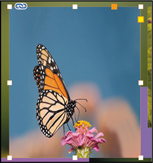 A snapshot of a page with the photograph of a butterfly resting on a flower. The O K link icon is at the top left corner.
