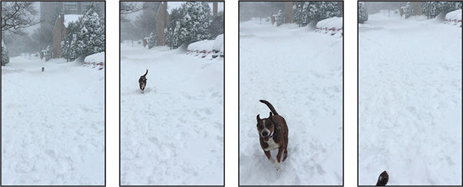 A set of four preview screens are shown. The screens show the preview for a video containing a dog running in snow.