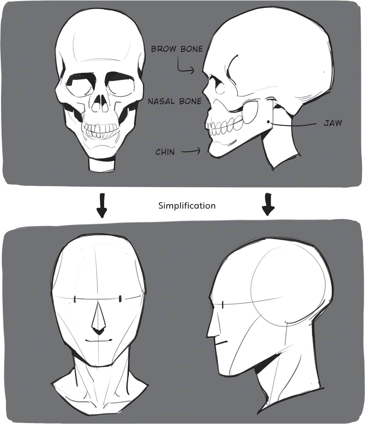 BROW BONE NASAL BONE CHIN JAW Simplification