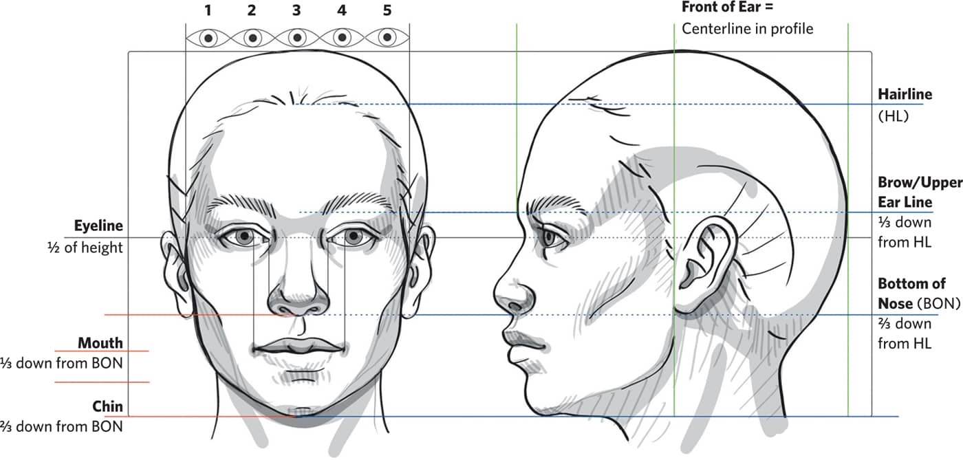 1 2 3 4 5 Front of Ear = Centerline in profile Eyeline 1/2 of height Mouth 1/3 down from BON Chin 2/3 down from BON Hairline (HL) Brow/Upper Ear Line 1/3 down from HL Bottom of Nose (BON) 2/3 down from HL