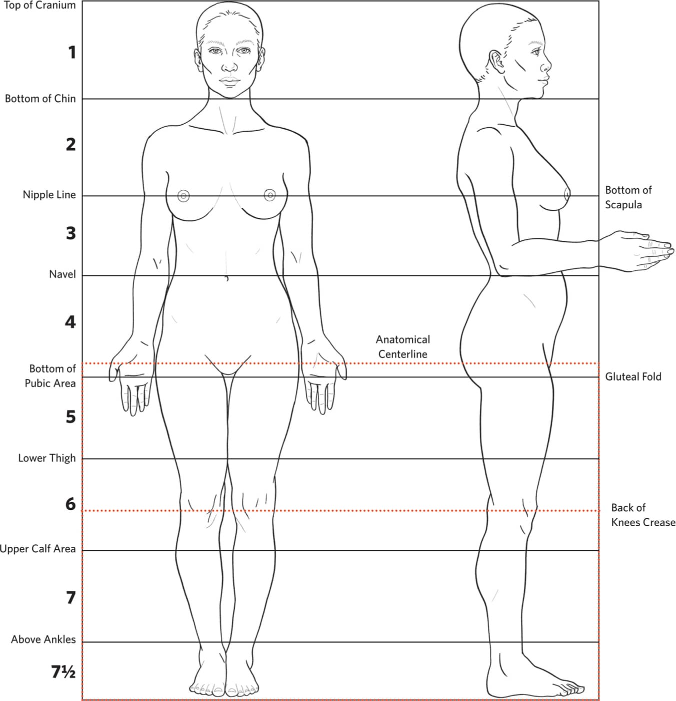 Top of Cranium Bottom of Chin Nipple Line Navel Bottom of Pubic Area Lower Thigh Upper Calf Area Above Ankles 1 2 3 4 5 6 7 7 1/2 Bottom of Scapula Gluteal Fold Back of Knees Crease Anatomical Centerline