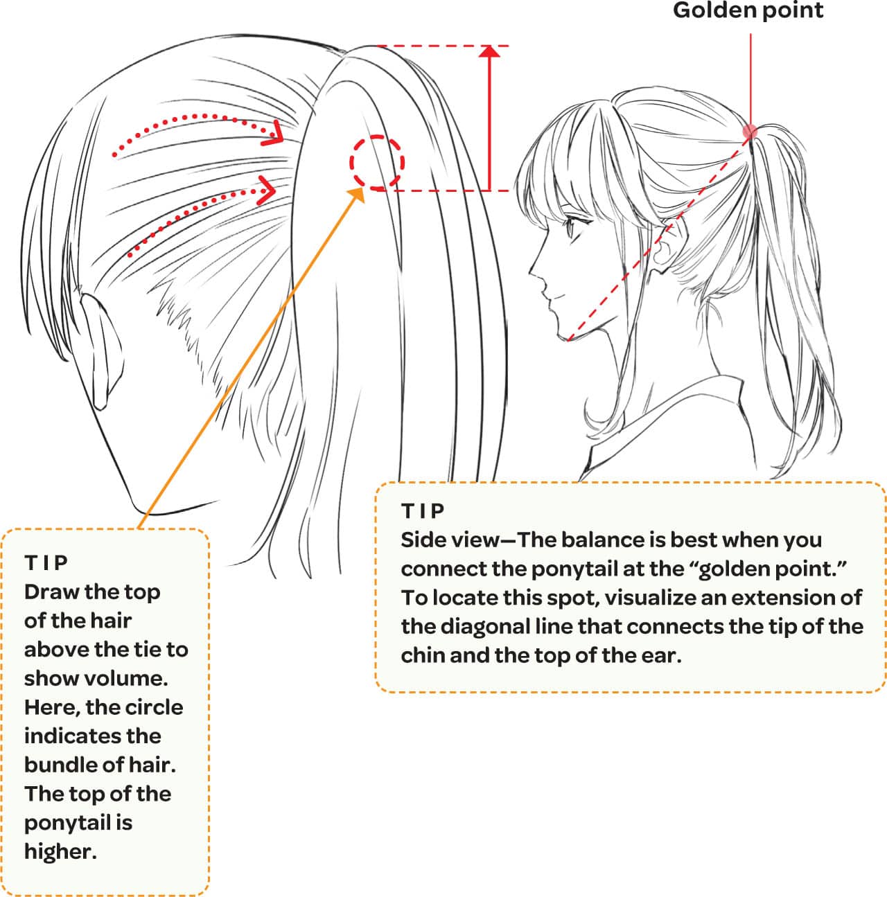 Golden point TIP Side view—The balance is best when you connect the ponytail at the “golden point.” To locate this spot, visualize an extension of the diagonal line that connects the tip of the chin and the top of the ear. TIP Draw the top of the hair above the tie to show volume. Here, the circle indicates the bundle of hair. The top of the ponytail is higher.
