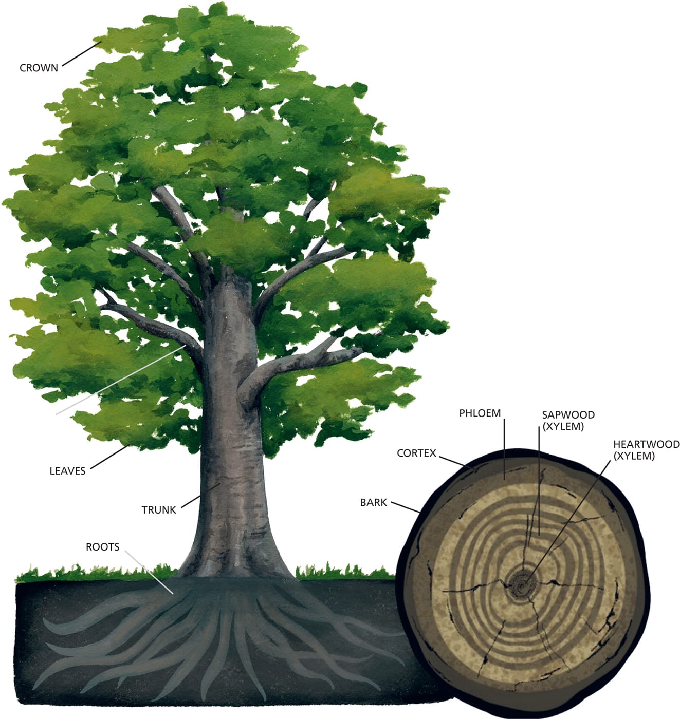 CROWN BRANCHES LEAVES TRUNK ROOTS BARK CORTEX PHLOEM SAPWOOD (XYLEM) HEARTWOOD (XYLEM)