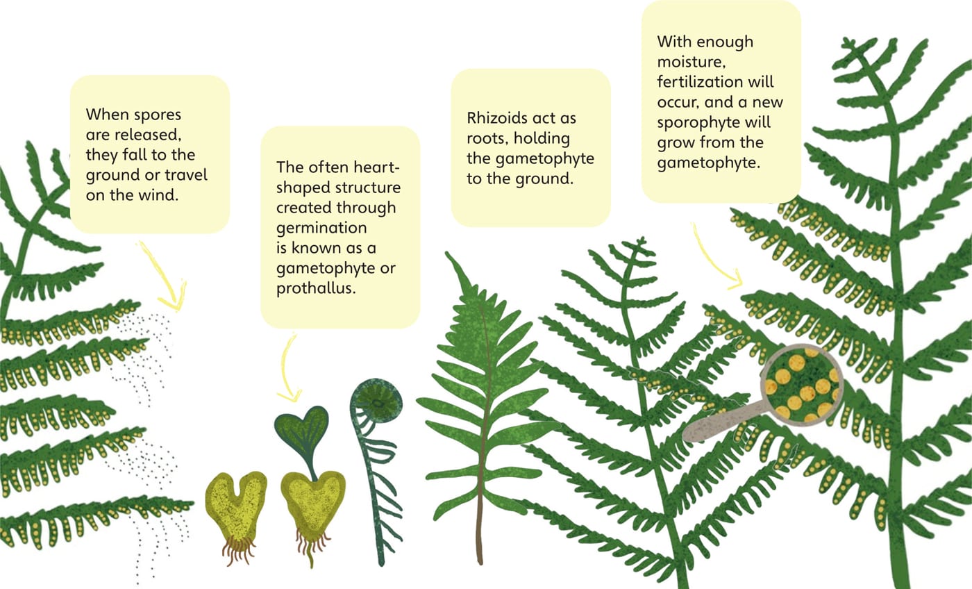 When spores are released, they fall to the ground or travel on the wind. The often heart-shaped structure created through germination is known as a gametophyte or prothallus. Rhizoids act as roots, holding the gametophyte to the ground. With enough moisture, fertilization will occur, and a new sporophyte will grow from the gametophyte.