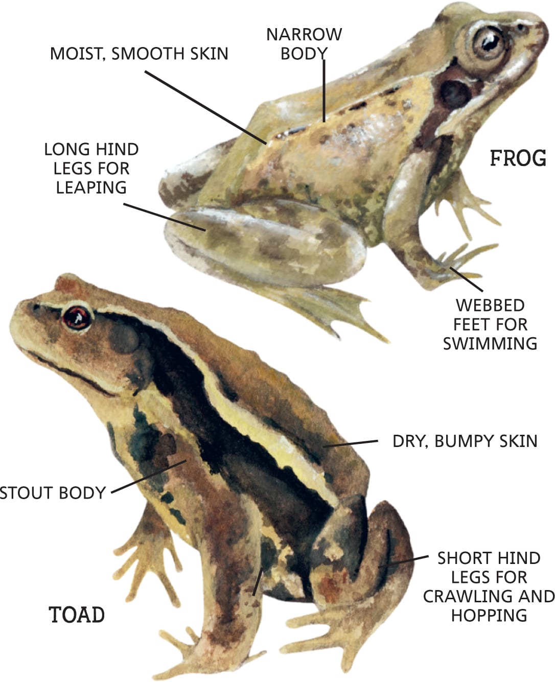 MOIST, SMOOTH SKIN NARROW BODY LONG HIND LEGS FOR LEAPING FROG WEBBED FEET FOR SWIMMING STOUT BODY TOAD DRY, BUMPY SKIN SHORT HIND LEGS FOR CRAWLING AND HOPPING