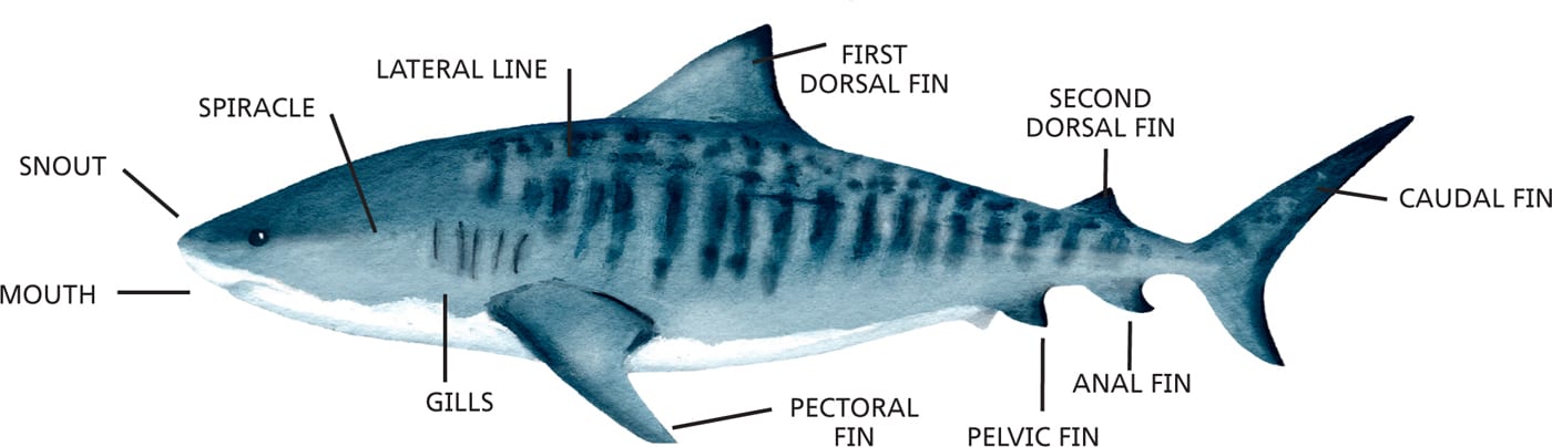 MOUTH SNOUT SPIRACLE LATERAL LINE FIRST DORSAL FIN SECOND DORSAL FIN CAUDAL FIN GILLS PECTORAL FIN PELVIC FIN ANAL FIN