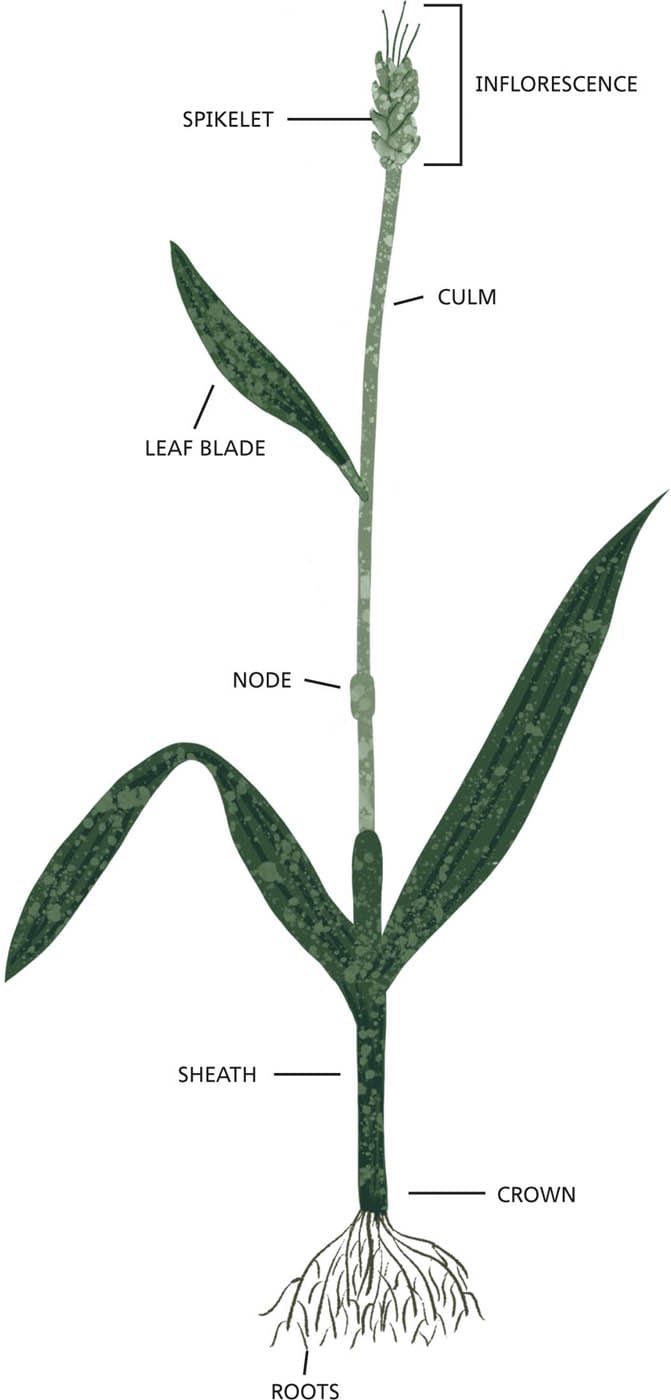 INFLORESCENCE SPIKELET CULM LEAF BLADE NODE SHEATH CROWN ROOTS