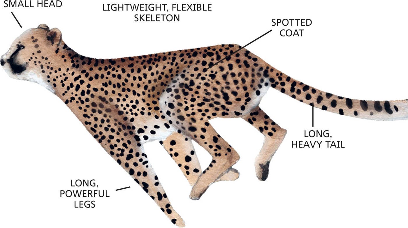 SMALL HEAD LIGHTWEIGHT, FLEXIBLE SKELETON SPOTTED COAT LONG, HEAVY TAIL LONG, POWERFUL LEGS