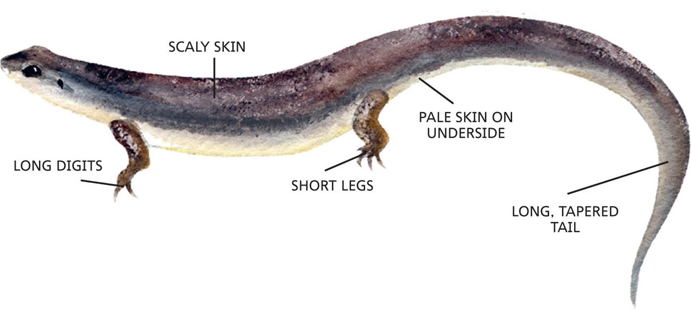 SCALY SKIN PALE SKIN ON UNDERSIDE LONG DIGITS SHORT LEGS LONG, TAPERED TAIL