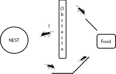 Schematic illustration of the path of ant when there is an obstruction.