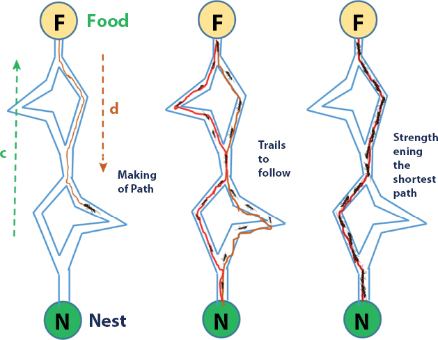 Schematic illustration of the ant colony optimization.