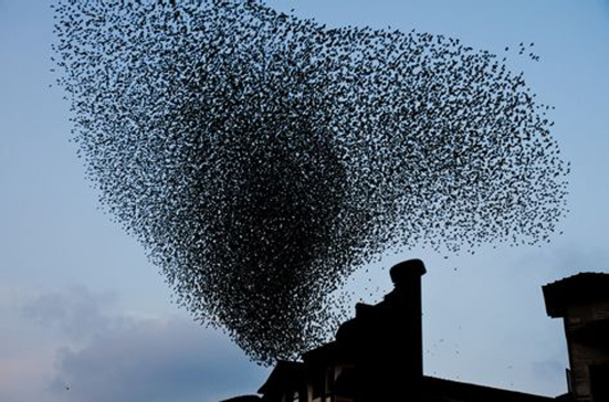 A photograph of an swarm of birds.