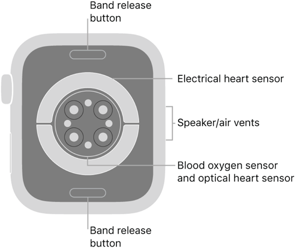 Schematic illustration of Apple’s website diagram of the magic behind the Apple Watch Series 6. 