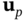 bold u Subscript p