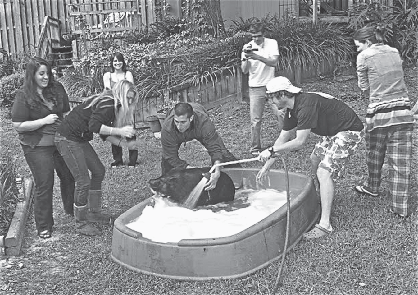 Photograph of washing a pig.