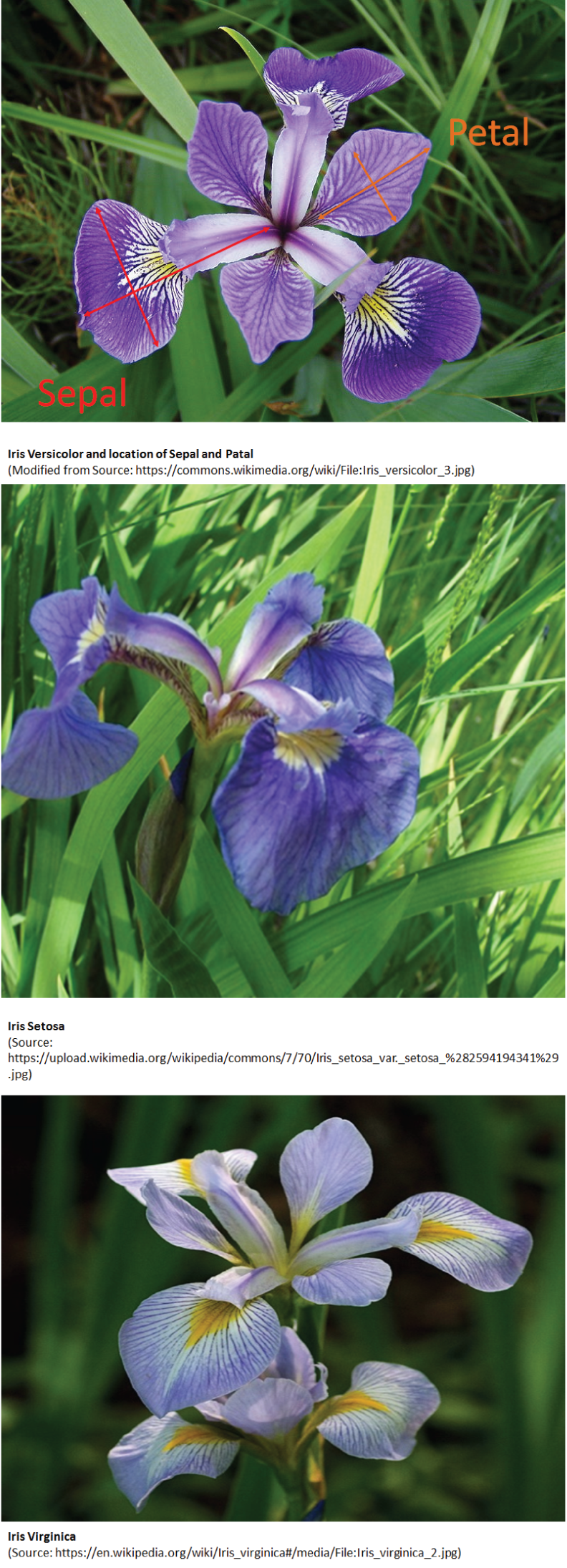 Snapshot of example of three different types of Iris flowers, Versicolor (top), Setosa (middle), and Virginica (bottom), as well as the location of the sepal and petal