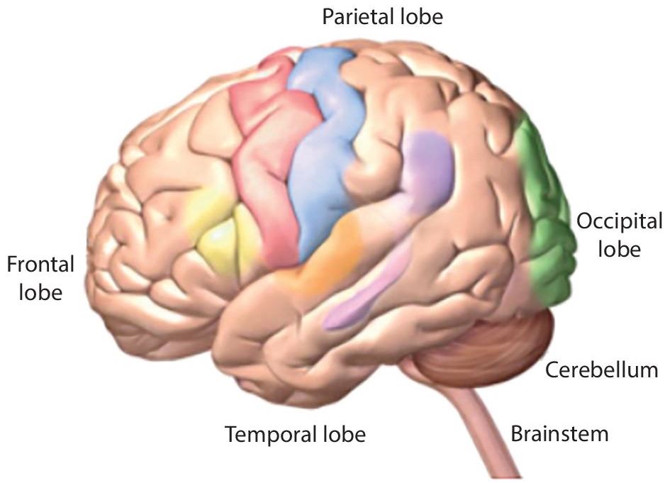 Schematic illustration of the brain parts.