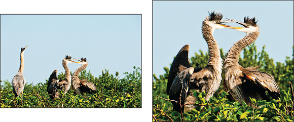 Snapshot shows a high-resolution original (left) enabled me to crop the photo and still have enough pixels to produce a quality print (right).