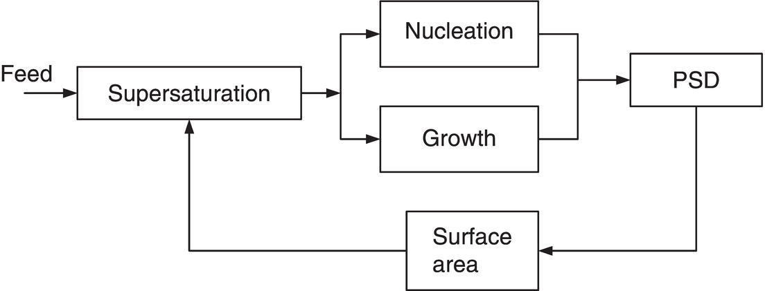 Schematic illustration of simplified information flow for an MSMPR crystallizer.