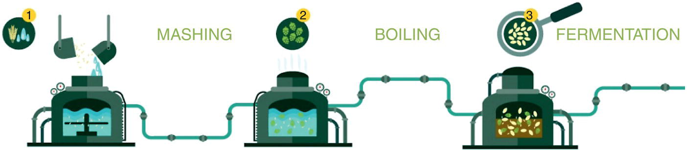 Schematic illustration of the first steps of the brewing process (USA Hops).