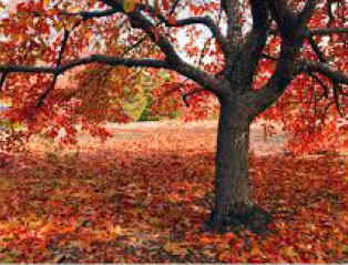 A photograph of the fall leaves illustrating aging.