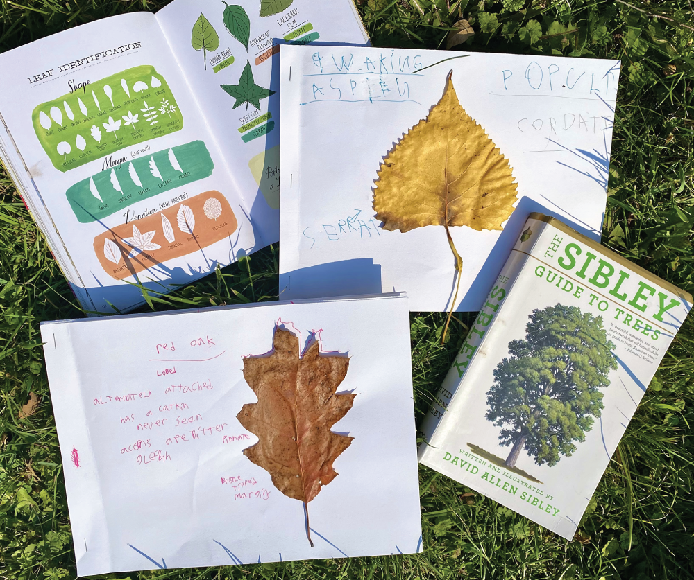 Photo depicts examples of student leaf books