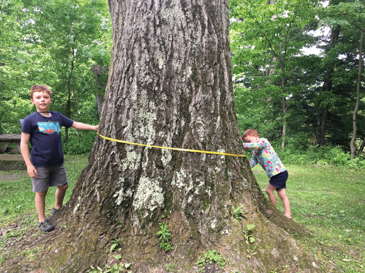 Photo depicts working together to measure a giant tree located in a neighborhood park.