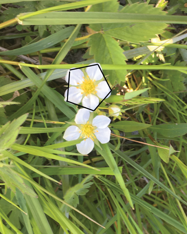 Photo depicts the petals of a wild strawberry flower form a pentagon